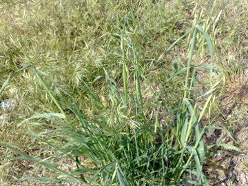 Avena selvatica?